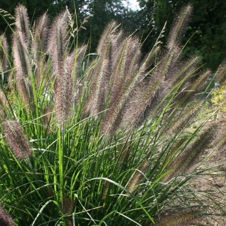 Spalvzāle, lapsastu /Pennisetum alopecuroides viridesc. / - P9 kont.