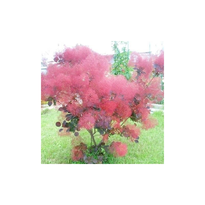 Perukmedis ,,Foliis Purpureis,,/Cotinus coggygria/ - P9 kont.