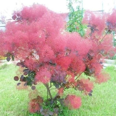 Parūkkoks ,,Foliis Purpureis,,/Cotinus coggygria/ - P9 kont.