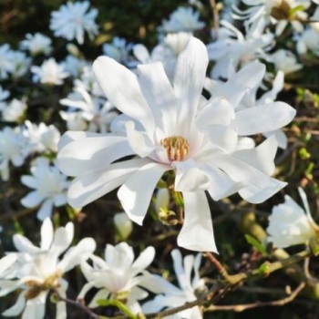 Magnolija ,,Royal Star,, /magnolia stellata/ - C2,5 Kont.