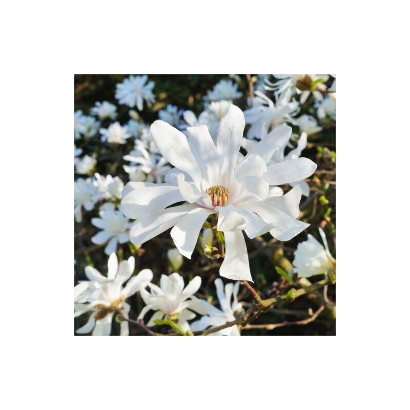 Magnolija ,,Royal Star,, /magnolia stellata/ - C2,5 Kont.