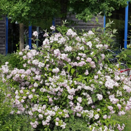Deicija, hibrīdā 'Mont Rose' /Deutzia x hybrida/ - P9 kont.