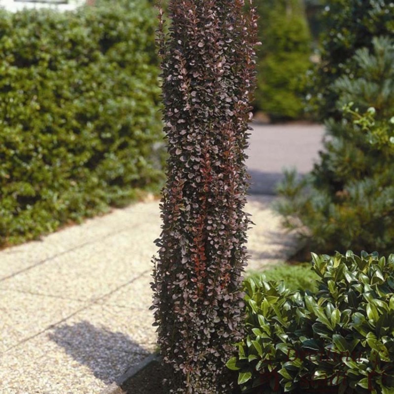 Raugerškis, Tunbergo ,,Hellmond Pillar,, /Berberis thunbergii/ - P9 kont.