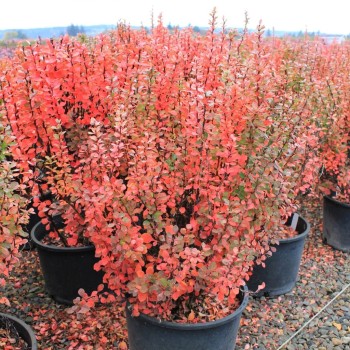 Bārbele, tunberga 'Pow Wow' /Berberis thunbergii/ - P9 kont.