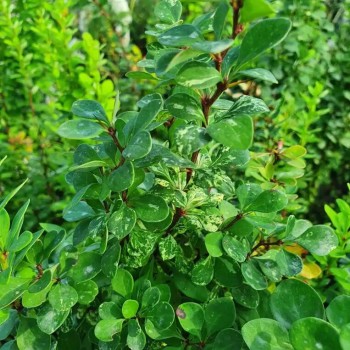 Bārbele, tunberga 'Pow Wow'...