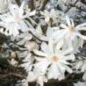 Magnolija ,,Royal Star,, /magnolia stellata/ - C2,5 Kont.