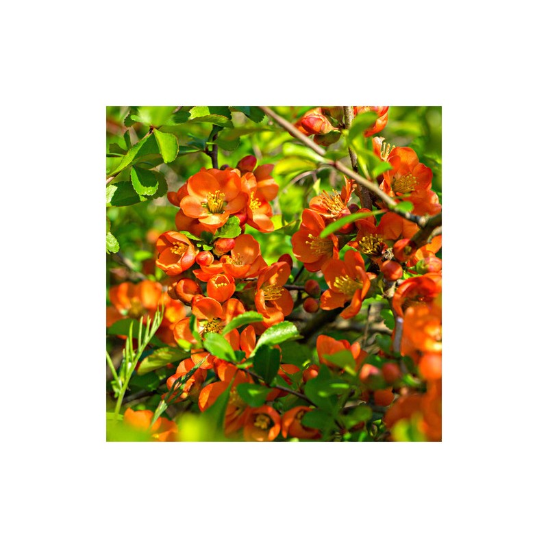Svarainis 'Orange Trail' /chaenomeles superba/ - P9 kont.