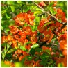 Svarainis 'Orange Trail' /chaenomeles superba/ - P9 kont.
