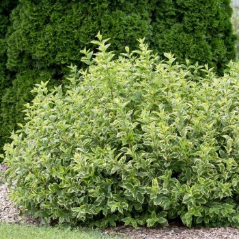 Grimonis, baltais ,,Gouchaultii,, /Cornus alba/ - P9 kont.