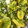 Grimonis, baltais ,,Gouchaultii,, /Cornus alba/ - P9 kont.
