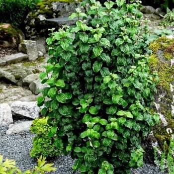 Sedulas, paprastasis 'Compressa' /Cornus sanguinea/ - P9 kont.