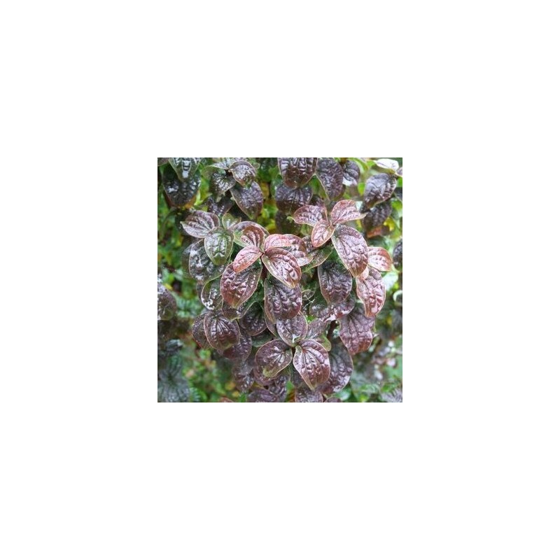 Grimonis, asinssarkanais 'Compressa' /Cornus sanguinea/ - P9 kont.