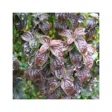 Grimonis, asinssarkanais 'Compressa' /Cornus sanguinea/ - P9 kont.