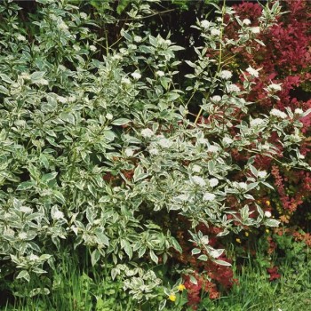 Sedulas, plaukuotasis 'White Gold' /Cornus sericea/ - P9 kont.