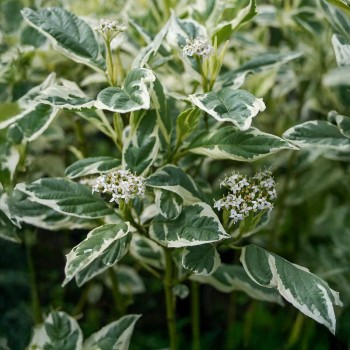 Sedulas, plaukuotasis 'White Gold' /Cornus sericea/ - P9 kont.