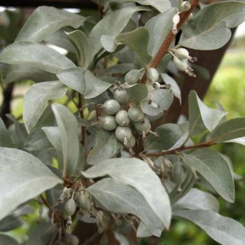 Eleagns, sudraba /Elaegnus commutata/ - P9 kont.