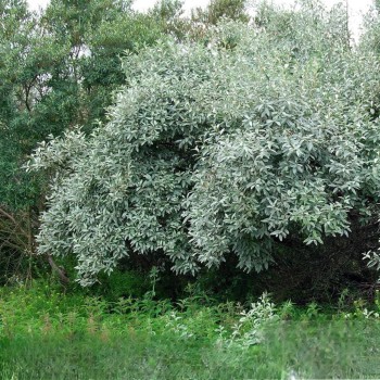 Eleagns, sudraba /Elaegnus...