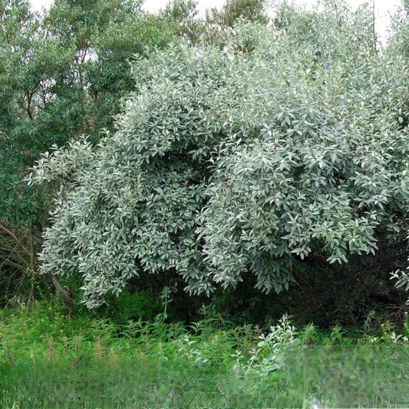 Sidabrakrūmis /Elaegnus commutata/ - P9 kont.