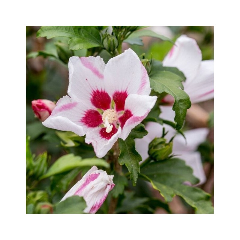Hibisks, Sīrijas - Ķīnas roze 'Mathilde' /hibiscus/ - P9 Kont.