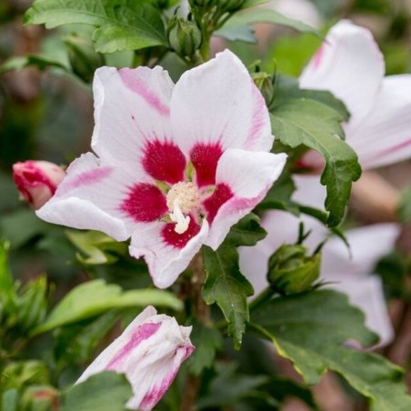 Hibiskas, Dobilinis kaukazas 'Mathilde' /hibiscus/ - P9 Kont.