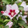 Hibisks, Sīrijas - Ķīnas roze 'Mathilde' /hibiscus/ - P9 Kont.
