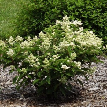 Hortenzija, šluotelinė 'Dharuma' /Hydrangea paniculata/ - P9 kont.