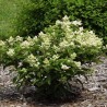Hortenzija, šluotelinė 'Dharuma' /Hydrangea paniculata/ - P9 kont.