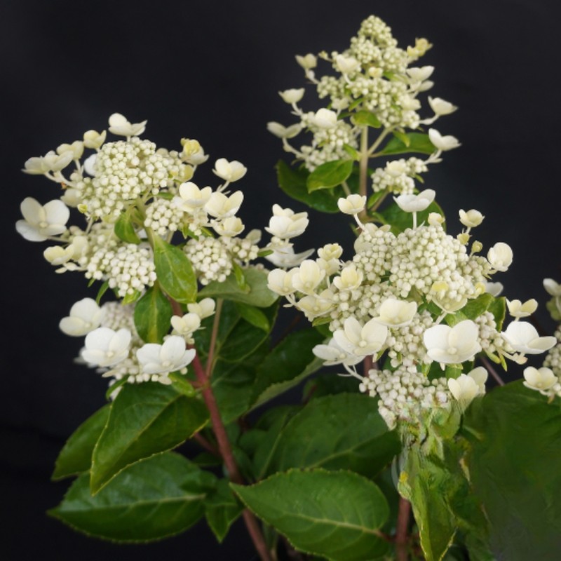 Hortenzija, šluotelinė 'Dharuma' /Hydrangea paniculata/ - P9 kont.