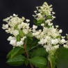 Hortenzija, skarainā 'Dharuma' /Hydrangea paniculata/ - P9 kont.