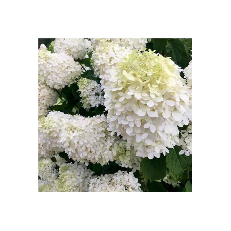 Hortenzija, skarainā 'Grandiflora' /Hydrangea paniculata/- P9 kont.