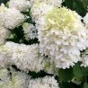 Hortenzija, skarainā 'Grandiflora' /Hydrangea paniculata/- P9 kont.