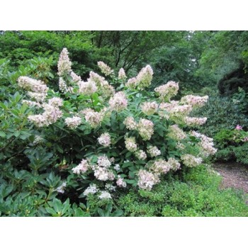 Hortenzija, šluotelinė ,,Kyushu,, /Hydrangea paniculata/ - P9 kont.