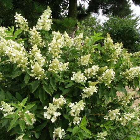 Hortenzija, šluotelinė ,,Kyushu,, /Hydrangea paniculata/ - P9 kont.