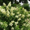 Hortenzija, šluotelinė ,,Kyushu,, /Hydrangea paniculata/ - P9 kont.