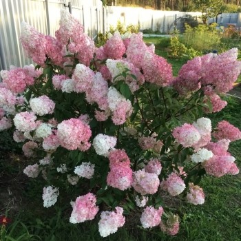 Hortenzija, skarainā ,,Pink Lady,, /Hydrangea paniculata/ - P9 kont.