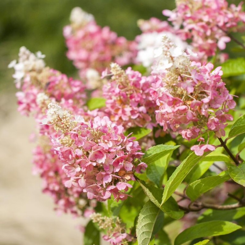 Hortenzija, skarainā ,,Pink Lady,, /Hydrangea paniculata/ - P9 kont.