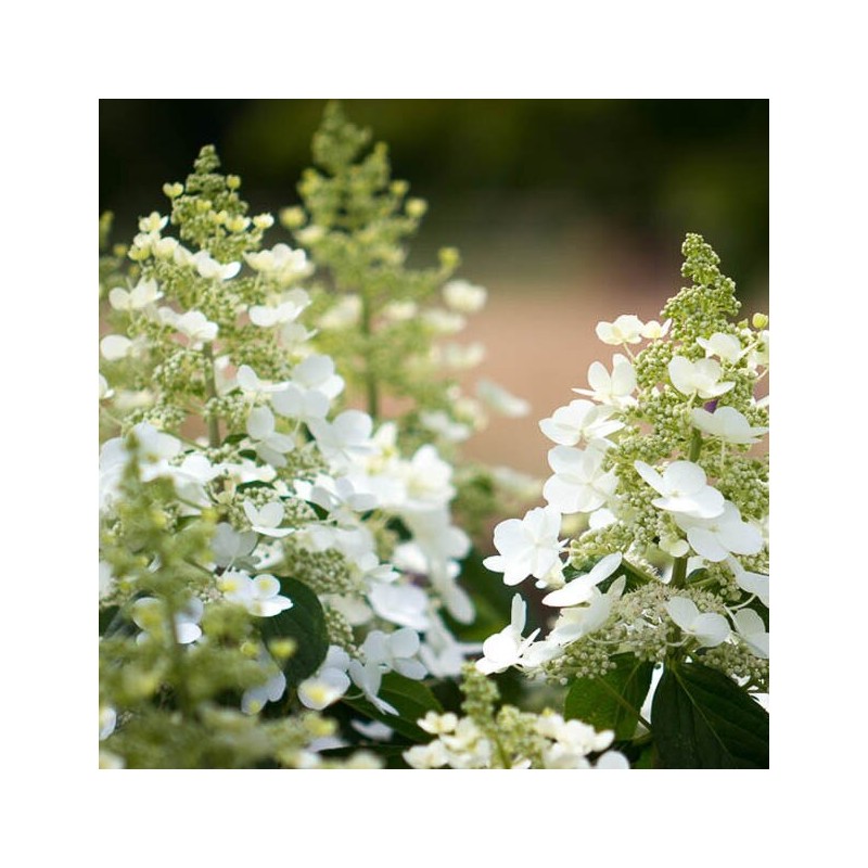 Hortenzija, skarainā 'Tardiva' /Hydrangea paniculata/ - P9 kont.