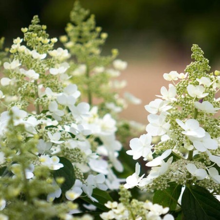 Hortenzija, skarainā 'Tardiva' /Hydrangea paniculata/ - P9 kont.