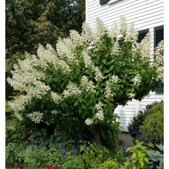 Hortenzija, šluotelinė 'Tardiva' /Hydrangea paniculata/ - P9 kont.
