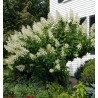 Hortenzija, skarainā 'Tardiva' /Hydrangea paniculata/ - P9 kont.