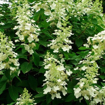 Hortenzija, skarainā 'Tardiva' /Hydrangea paniculata/ - P9 kont.