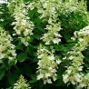 Hortenzija, šluotelinė 'Tardiva' /Hydrangea paniculata/ - P9 kont.