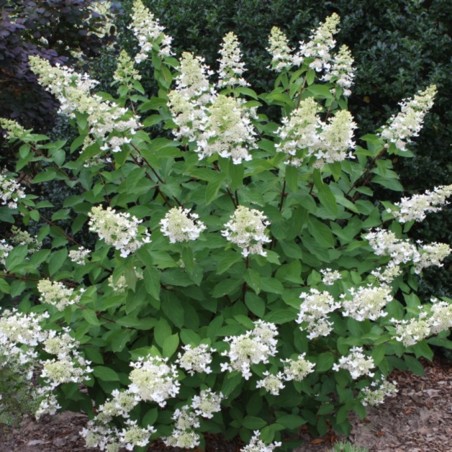 Hortenzija, skarainā 'Unique' /Hydrangea paniculata/ - P9 kont.