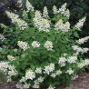 Hortenzija, skarainā 'Unique' /Hydrangea paniculata/ - P9 kont.