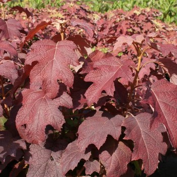 Hortenzija, ozollapu 'Burgundy' /hydrangea quercifolia/ - P9 kont.