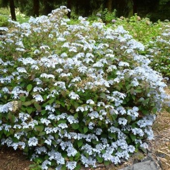 Hortenzija, robainā ,,Blue Deckle,, /Hydrangea serrata/ - P9 kont.