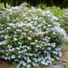 Hortenzija, dantytoji ,,Blue Deckle,, /Hydrangea serrata/ - P9 kont.