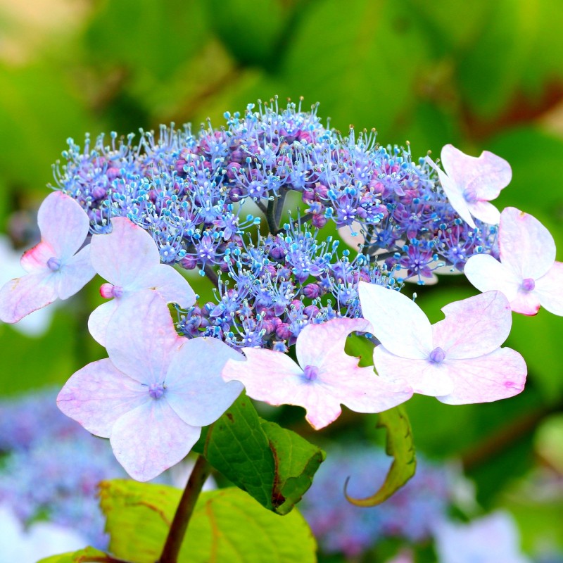 Hortenzija, robainā ,,Blue Deckle,, /Hydrangea serrata/ - P9 kont.