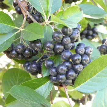 Aronija 'Viking' /Aronia...