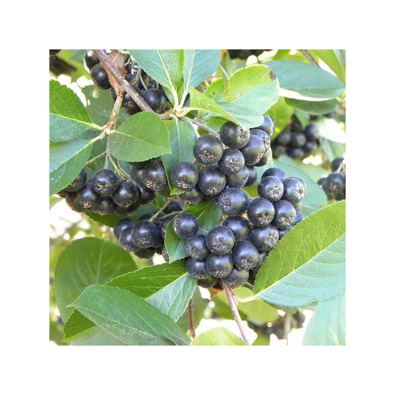 Aronija 'Viking' /Aronia prunifolia/ - P9 kont.